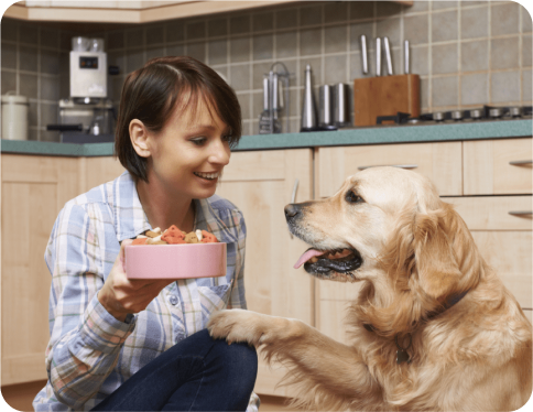 PERKS OF PROVIDING YOUR PET WITH A FINE DINING EXPERIENCE